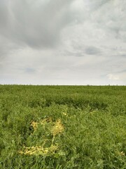 field and blue sky