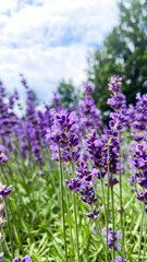 Obraz premium detail of the lavender flowers in the garden