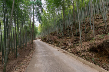 The bamboo forest in the countryside is full of straight green bamboo