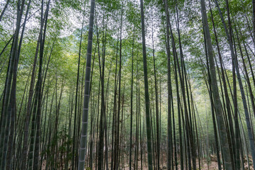 Fototapeta na wymiar The bamboo forest in the countryside is full of straight green bamboo