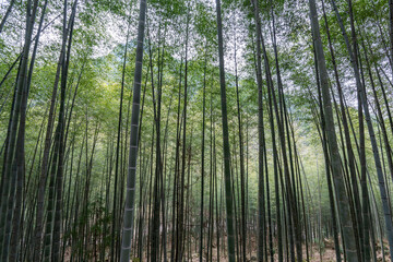 The bamboo forest in the countryside is full of straight green bamboo