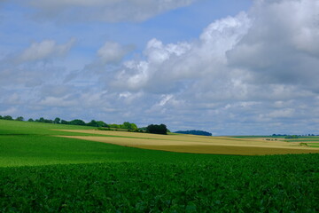 green field and blue sky