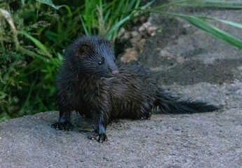 American Black Mink