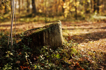 Stump with moss in the autumn forest, nature background. 