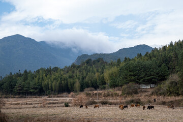 Under the high mountains, in the autumn fields, a group of cattle are eating grass