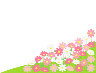 Obraz na płótnie Canvas コスモスが咲いている野原のイラスト