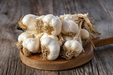 fresh ripe garlic on wood background
