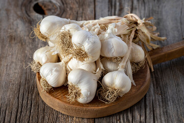 fresh ripe garlic on wood background. Close up