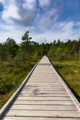 wooden boardwalk nature trail leading through a peat bog landscape with sparse trees
