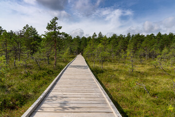 wooden boardwalk nature trail leading through a peat bog landscape with sparse trees