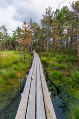 Fototapeta premium wooden boardwalk nature trail leading through a peat bog landscape with sparse trees