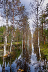 Fototapeta na wymiar white birch trees and brown pine trees in a black swampy peat bog