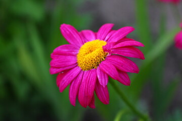 Obraz premium pink cosmos flower