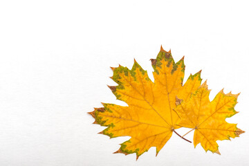 Two yellow dry maple leaves on a white background, copy space, flat lay. Yellow leaves symbol of autumn, september, october, november, halloween.