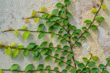 Green ivy creeper plant on a white wall nature background.