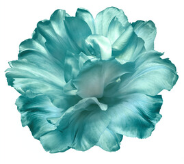 Turquoise  tulip  Flowers on a white isolated background.  For design.  Closeup.  Nature.
