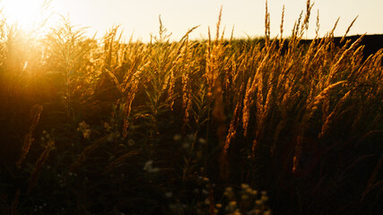 łąka o zachodzie słońca