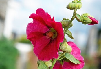 A beautifully blooming ornamental plant called Malwa growing in a garden by a fence in the city of Białystok in Podlasie, Poland.