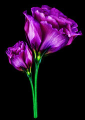 Purple  roses flowers  on black isolated background with clipping path. Closeup. For design. Nature.