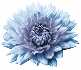 Light blue dahlia  flower  on  a white isolated background. Closeup. For design. Nature.