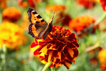 butterfly on flower