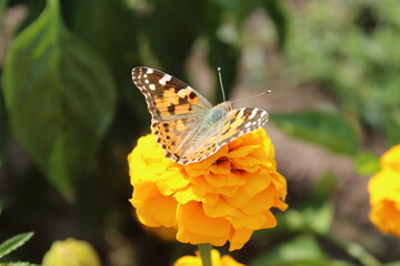 butterfly on flower