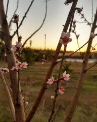 blossom in spring