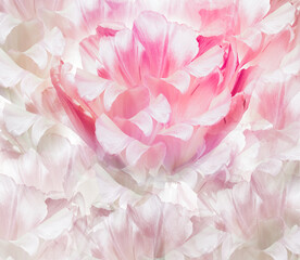 Light pink  tulips.  Flowers and petals  on a white  background.  Closeup.  Nature.