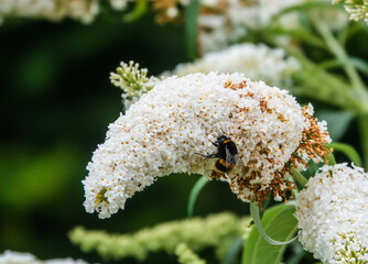 a bumblebee feeding on a buddleja buddleia bush white flowers