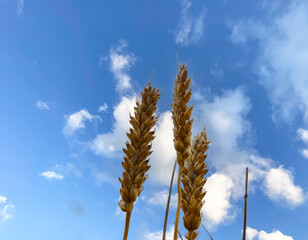 Common Wheat or Bread Wheat ears (Triticum aestivum) seen against a deep blue summer sky