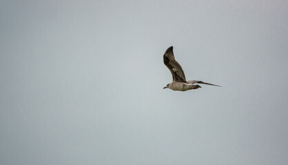 a herring gull (Larus argentatus) in flight under a grey cloud sky