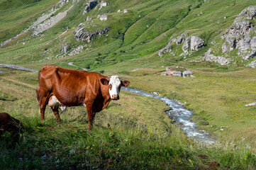 Fototapeta na wymiar Paysage de montagne dans le Parc National de la Vanoise dans les Alpes dans le col de l'Iseran en été en Savoie en france