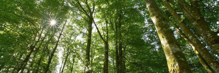 Fototapeta premium Deep into a green forest in Norway
