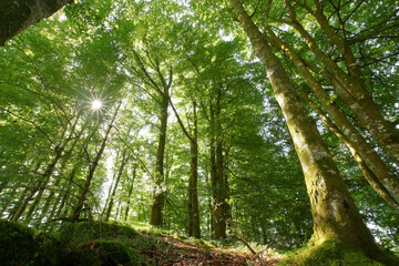 Fototapeta premium Deep into a green forest in Norway