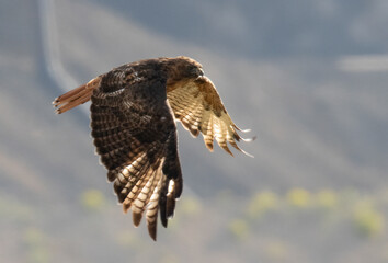 Red-Tailed Hawk in Flight