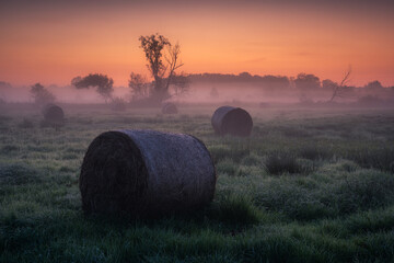 Foggy morning in the Jeziorka river valley in Runow, Masovia, Poland