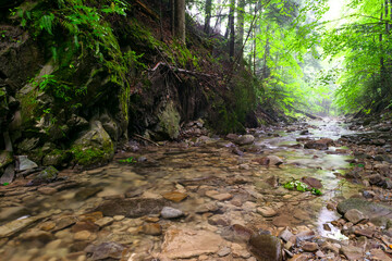 mountain stream in the green forest