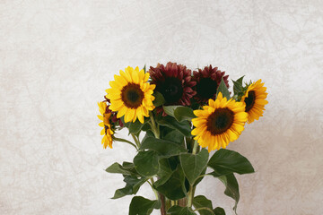 Sunflowers are red and yellow on a brown background