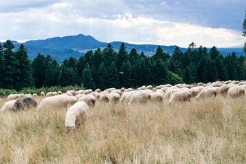 Fototapeta premium Sheep grazing in a meadow in Poland