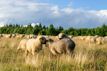 Sheep grazing in a meadow in Poland