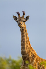 Common Giraffe against a light African sky, in South Africa
