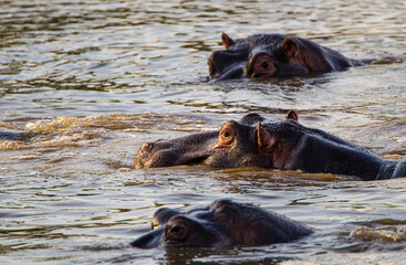 Fototapeta na wymiar Hippos wallowing in a river in the Kruger Park, South Africa