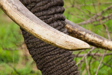 Male Elephant with big tusks walks through the Grasslands of the Kruger Park, South Africa