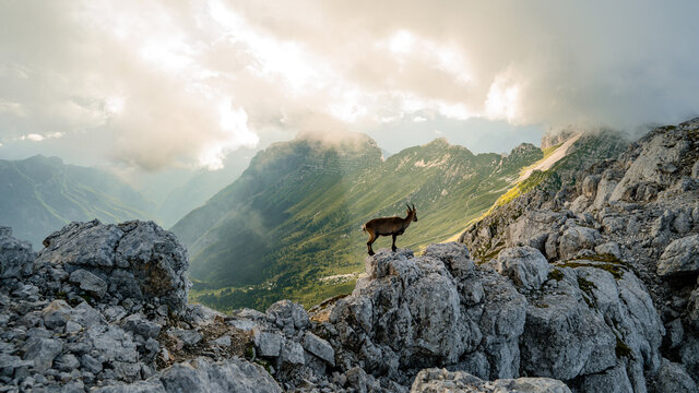 Capricorn in its own nature environment during scenic sunset in mountain. Wild chamois on the rocks at the top of the summit. Wild animal in the wild in nature.