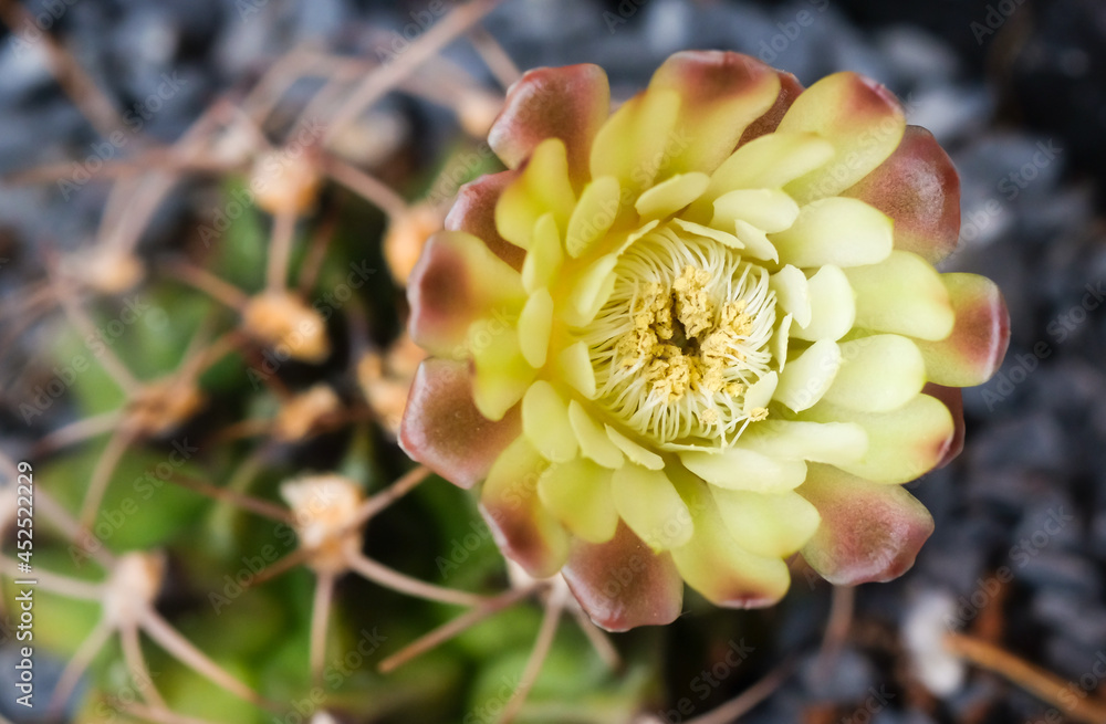 Wall mural cactus flowers are blooming beautifully.