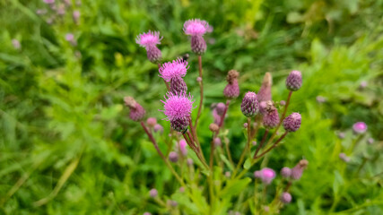 Obraz premium pink flowers in the grass