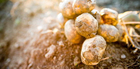 Plantations grow. Harvesting fresh organic potatoes in the field. Potato lie in mud. Orange shine of sun. Farming. Agriculture, gardening.