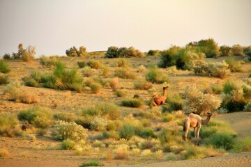 Camels grazing in the desert after a days travel