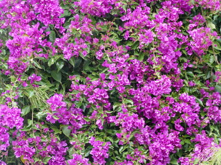 Bougainvillea spectabilis, beautiful lilac bougainvillea