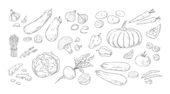 Hand drawn vegetables. Vintage sketch of organic farm products. Tomato and broccoli harvest. Isolated mushrooms or onion. Cabbage, corn and potato pencil drawing. Vector vegetarian food set